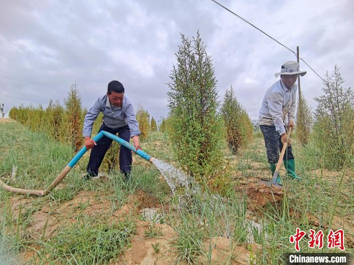 青海海南：昔日荒灘變綠洲