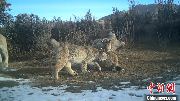 圖為紅外相機拍攝到的猞猁?！∑钸B山國家公園青海省管理局供圖