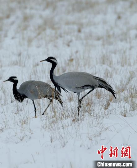 在若爾蓋濕地的蓑羽鶴?！∩袞|機(jī) 攝