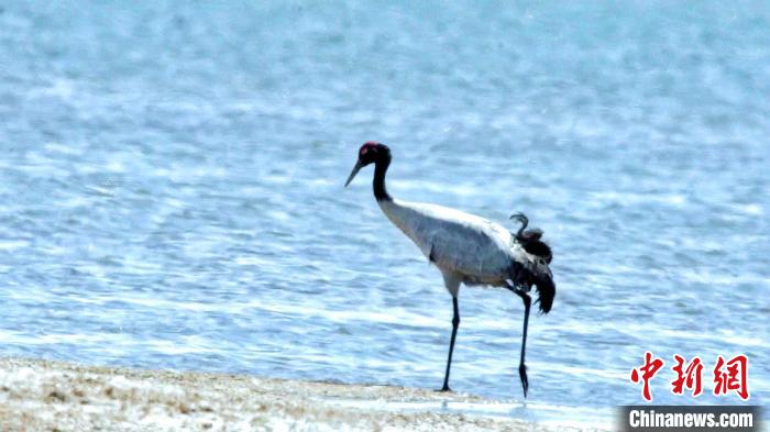 圖為黑頸鶴在青海湖畔散步?！《砣詹囟?攝