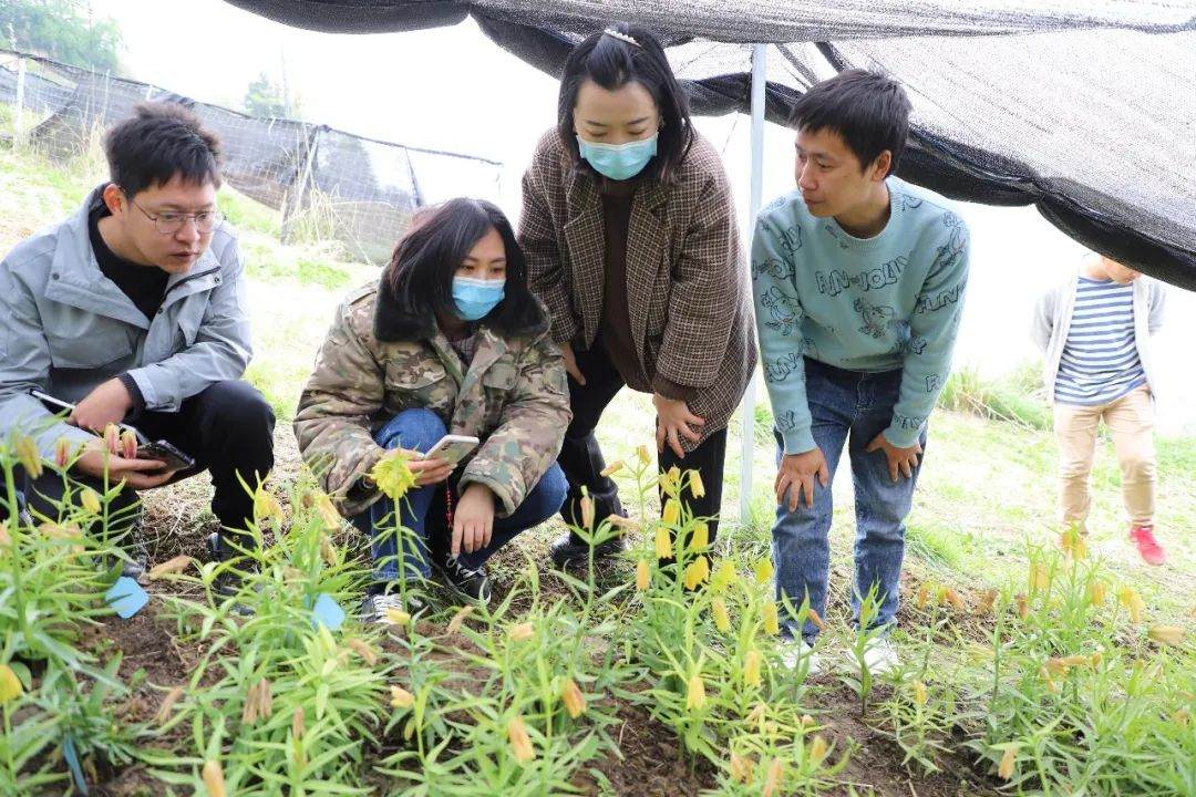 彭州對口支援工作組隊項目組查看瓦布貝母種植情況。彭州市宣傳部供圖