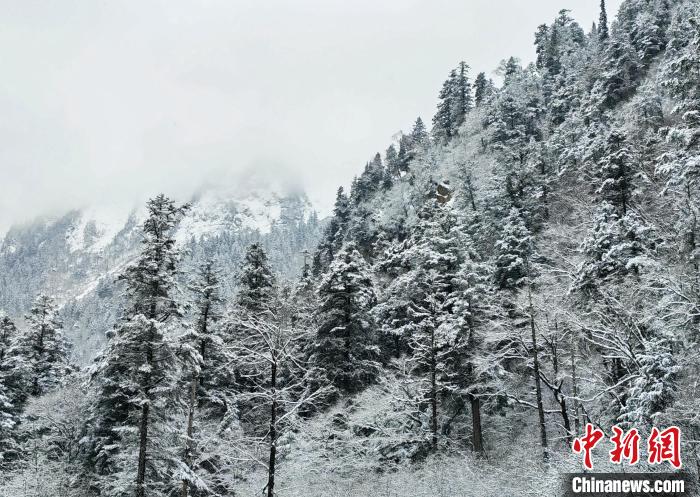 大熊貓國家公園王朗片區(qū)春雪如畫，宛若仙境。　羅春平 攝