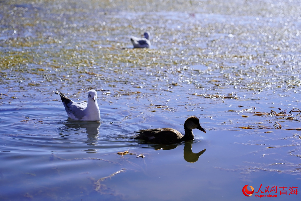 可魯克湖的水鳥(niǎo)。人民網(wǎng) 陳明菊攝