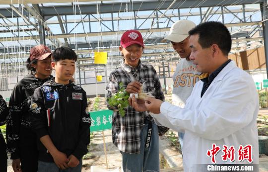 援藏干部彭觀(guān)勤：高海拔科技示范園的守護(hù)者