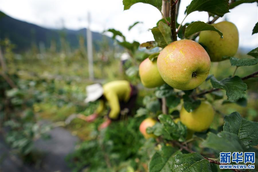 （圖文互動）（2）蘋果紅了，群眾笑了——西藏林芝現(xiàn)代蘋果標準化示范園見聞