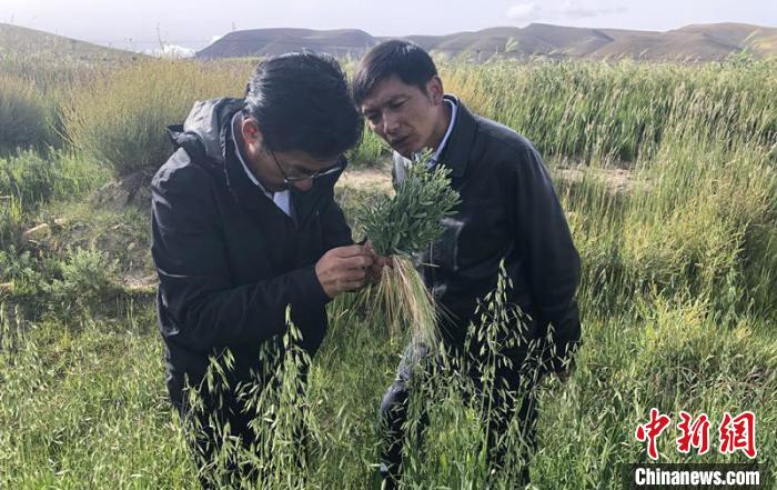 圖為尼瑪扎西(左)在青稞種植地調(diào)研(資料圖)。西藏農(nóng)科院 供圖