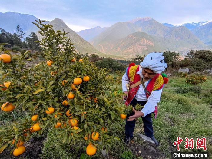 林芝下察隅鎮(zhèn)京都村101畝耙耙柑豐收?！〗w波 攝