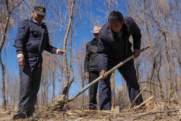 沙棘傳奇——西藏隆子跨越半個(gè)世紀(jì)的生態(tài)革命