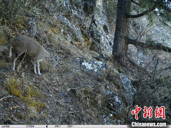 圖為相同位點(diǎn)記錄到的國家一級重點(diǎn)保護(hù)野生動物—馬麝。　中國科學(xué)院昆明動物研究所提供