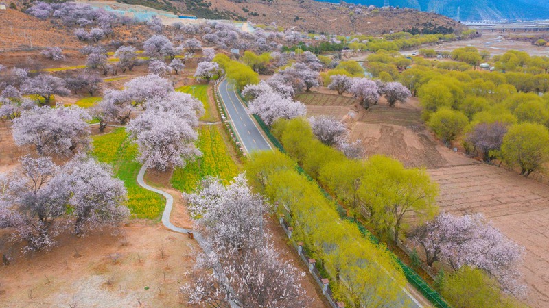 林芝桃花盛開。 張靜攝