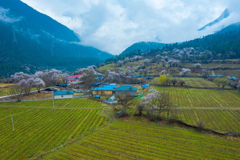 桃花村。 張靜攝