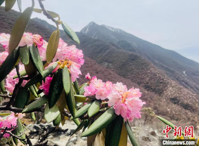 近日，西藏自治區(qū)山南市加查縣索囊溝的杜鵑花競相綻放。　冉文娟 攝