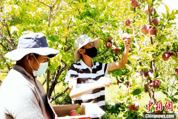 圖為西藏阿里札達縣底雅鄉(xiāng)村民在自家果園采摘果實。　阿旺扎西 攝