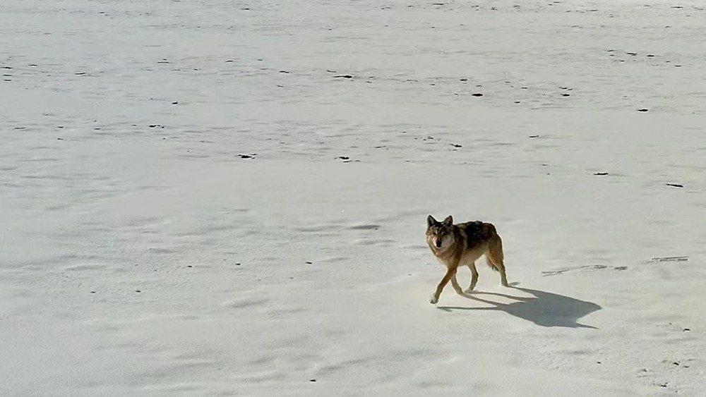 雪地里的阿里“狼”。