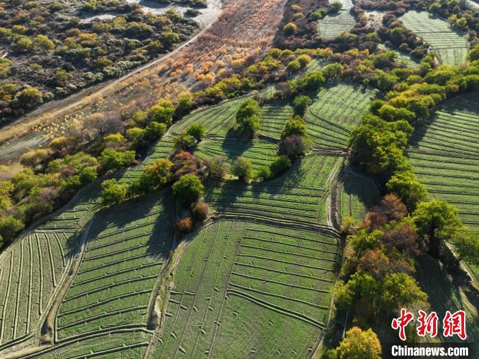 圖為11月8日，雅魯藏布江畔的高原梯田?！《拘?攝