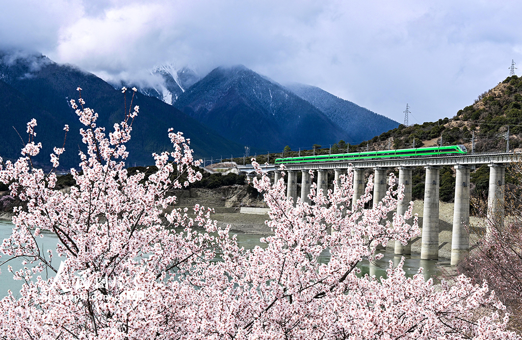 西藏林芝：雪域高原列車(chē)穿越花海【3】