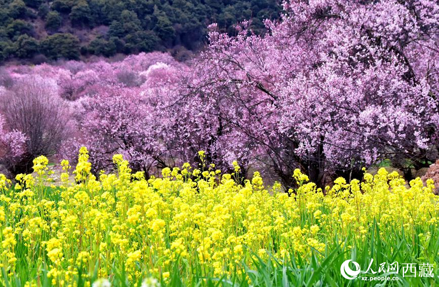 桃花與油菜花勾勒出別樣風(fēng)景。 人民網(wǎng) 李海霞攝