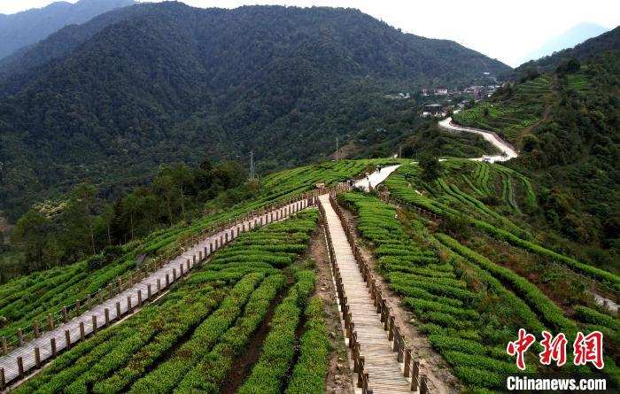 圖為西藏林芝市墨脫縣背崩鄉(xiāng)格林村山頂?shù)木坝^茶園。(無(wú)人機(jī)照片) 李林 攝