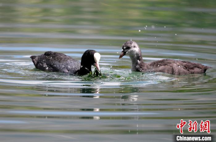 圖為6月22日，棲息在拉魯濕地內(nèi)的古頂雞?！±盍?攝