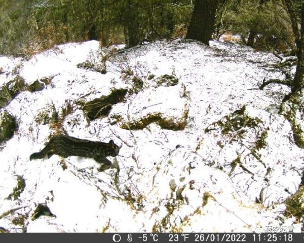 西藏色季拉山發(fā)現(xiàn)雪豹、白頰獼猴等多種珍稀野生動物