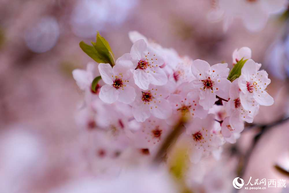 桃花盛開惹人醉。人民網(wǎng)記者 次仁羅布攝