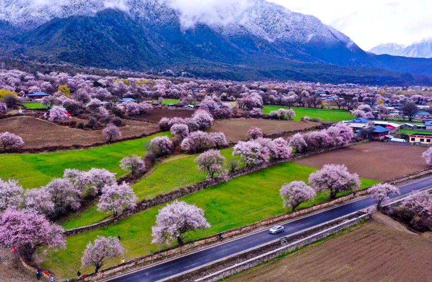 波密縣傾多鎮(zhèn)如納村盛開的桃花。徐馭堯攝